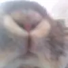 adopt_me_tradez6