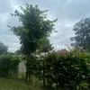horanniall_