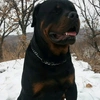 rotweiler_darklord