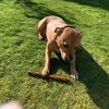 mydogmilo15