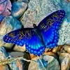 monirnoori7