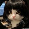 miauw236