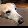 dogwinnies_mom
