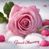 roywaseemsajjad