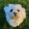dogsrcuter