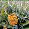 martiananas17