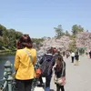 arboldesakura1