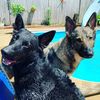 leyna_willowgsd
