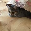 silycatgerl