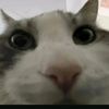 thefox404