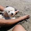 teddy_doglove