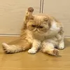 あたちは猫でち