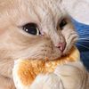 cats.and.carbs