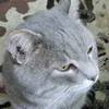 kilmizik
