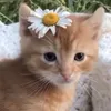 antint
