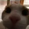 lethaovy74