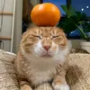 kazino.mlkinich