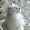 aokun4