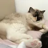 noplacelikehomecat