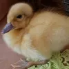 .stefiy