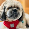 shihtzuchewbie