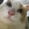 kojithecatto
