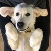 cooperwithcream