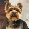 iamlucatheyorkie