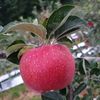 apple19192