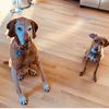 rowanlilythedogs