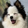 ellethepom