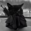 dead_icat