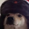 comrade_dog