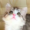 hatsuneko_miku