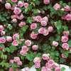 roseblack6789