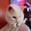 catlvrwoman