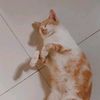 ariraucul