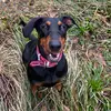 lolathedoberman