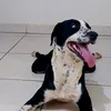 thiagomaxperdigueiro