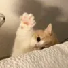 hppyhearty