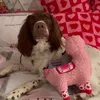 scotlandgirloffical