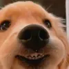 minhtothengoc0
