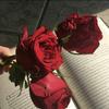 rose_r39