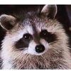 panicpixiejeansquirrel
