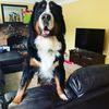 olivertheberner