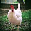 thechickinnmama