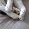 toebeans222