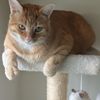 mrbosscat_