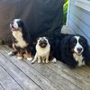 2andahalfberners