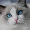 user14063070
